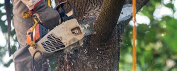 Best Tree Maintenance Programs  in Holtsville, NY